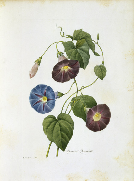 Trichterwinde / Redoute - Morning Glory / Redoute -