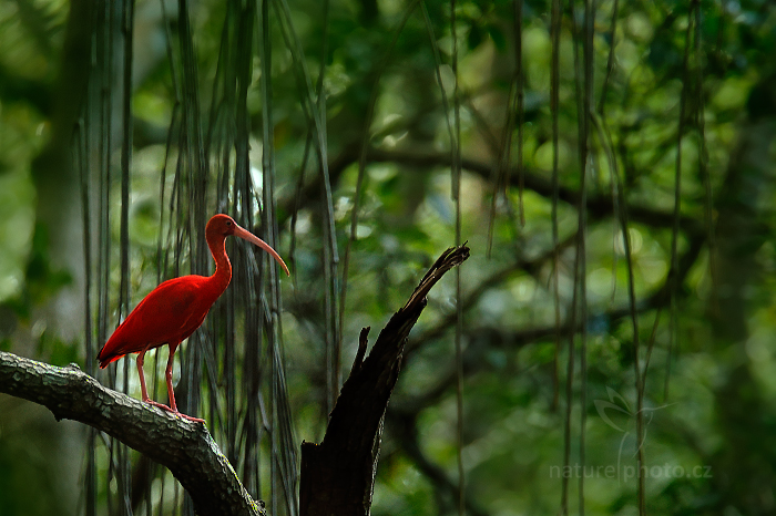 Ondřej Prosický ibis rouge mangrove